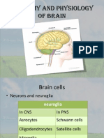 Anatomy and Physiology of Brain