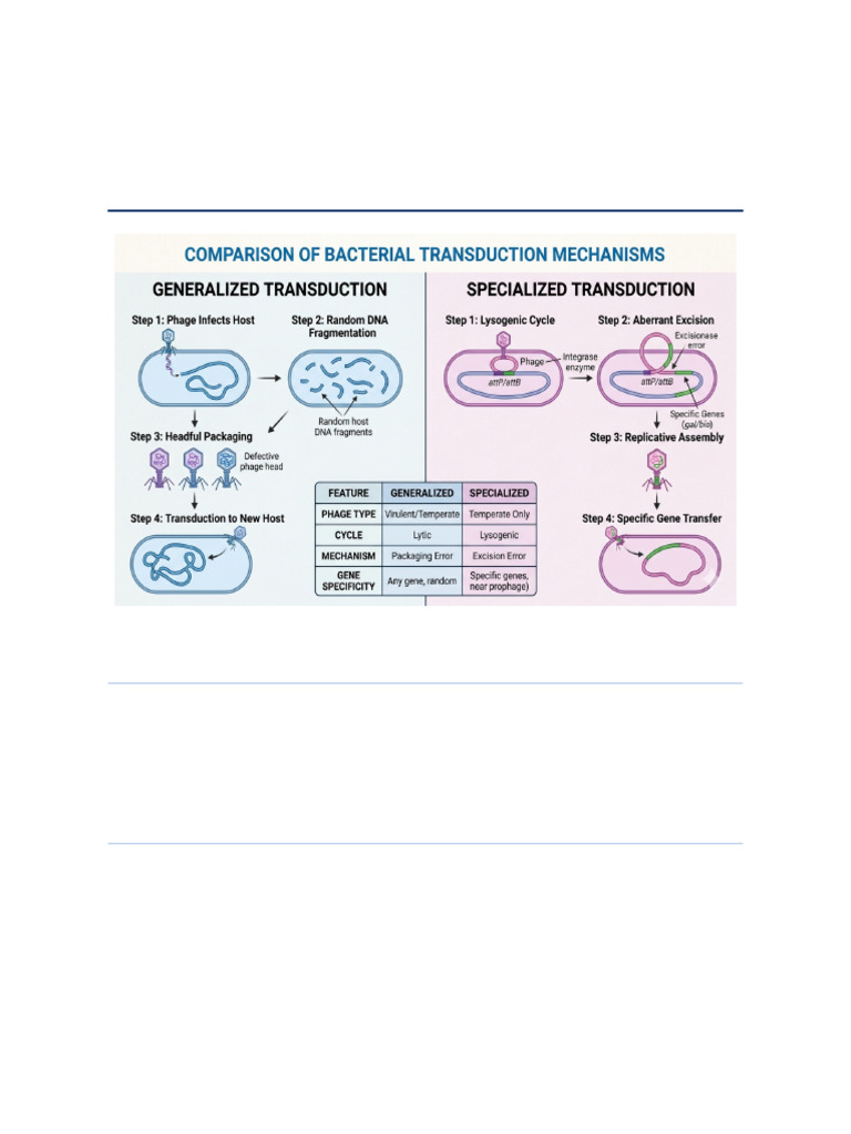 Bacterial Transduction Assignment | PDF | Bacteriophage | Molecular ...