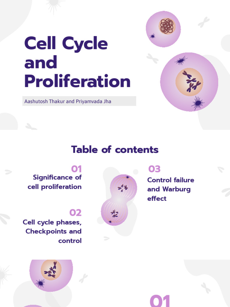 Cell Cycle and Proliferation (1) | PDF | Cell Cycle | Cellular Processes