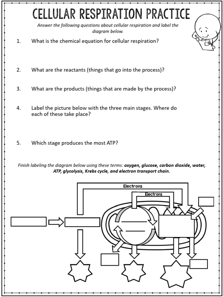 Cellular Respiration Worksheet | PDF | Cellular Respiration | Adenosine ...