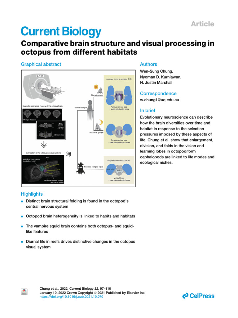 Octopus_Brain_2024 | PDF | Brain | Retina