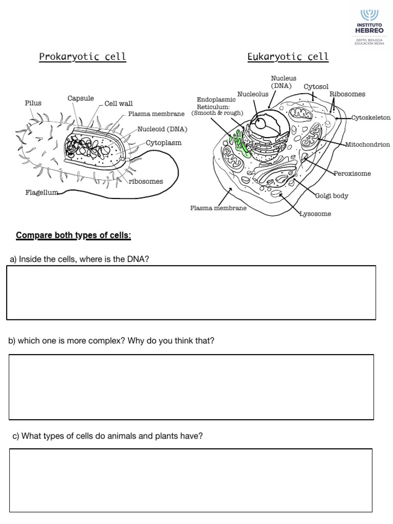 Cells Types | PDF