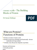 Amino Acids The Building Blocks of Proteins