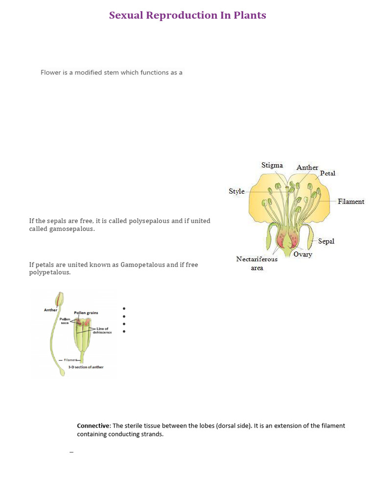 Part 1 Sexual Reproduction in Flowering Plants | PDF | Flowers | Petal