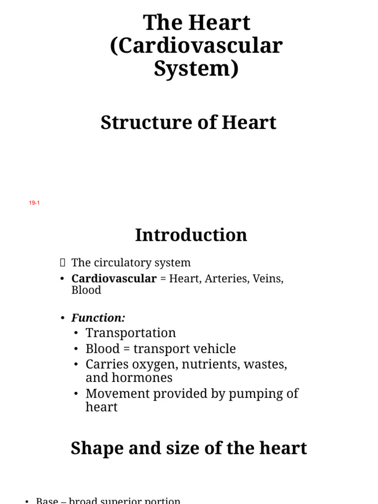 Anatomy of Heart-Structure (1) | PDF | Heart | Heart Valve