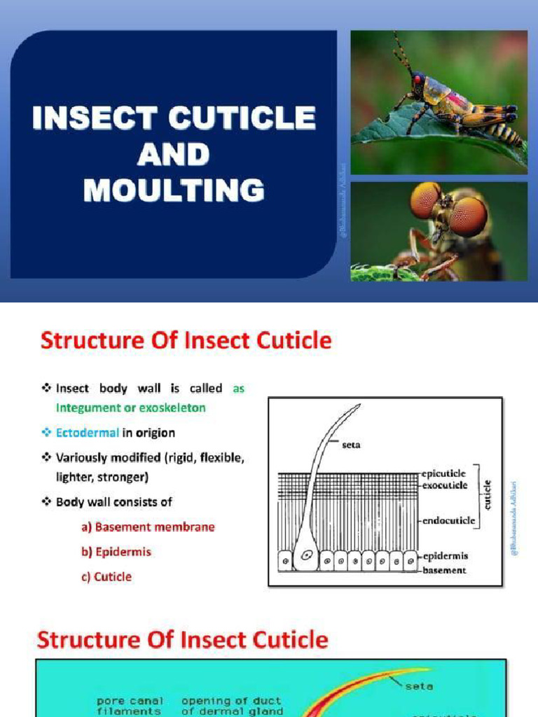 Topic-4-Insect-Cuticle-and-molting | PDF