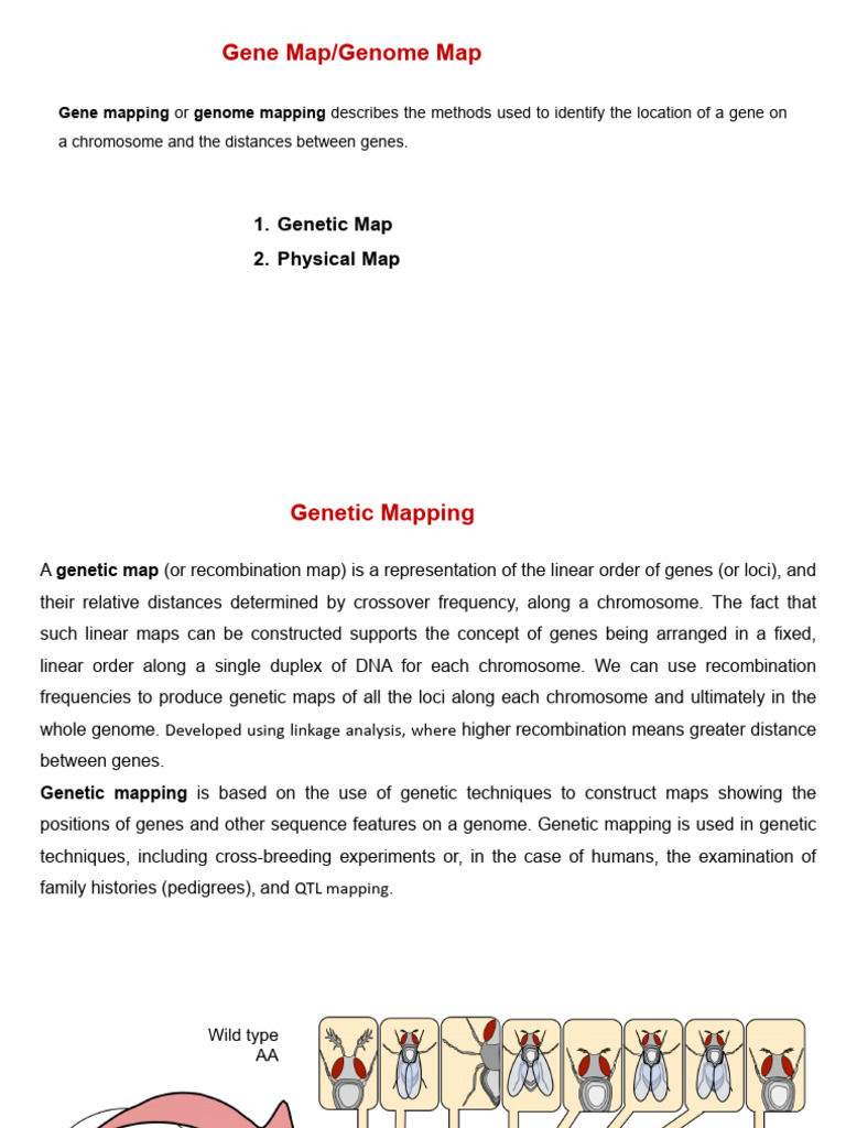 Lec 2 | PDF | Genetic Linkage | Genetics