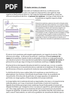 Anatomía y Función del Axón Neuronal | PDF | Axon | Anatomía