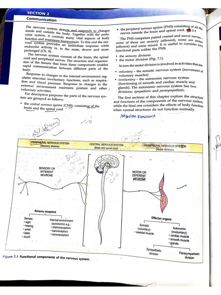 The nervous system | PDF