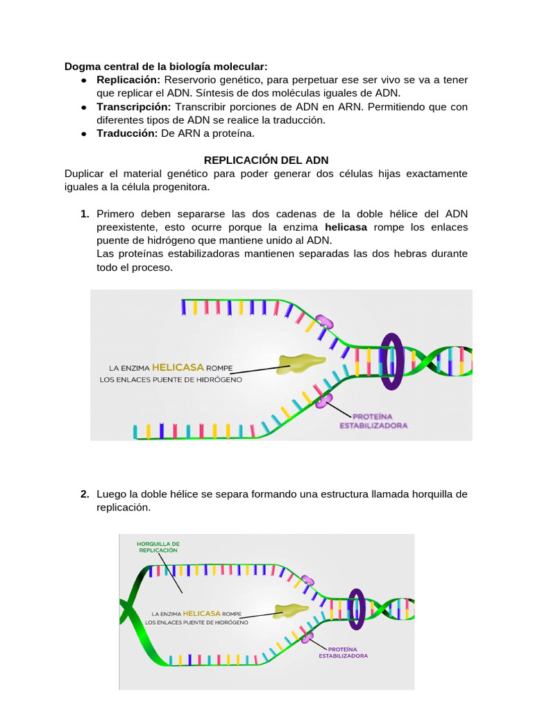 EXPO - BIO | PDF | Replicación De Adn | Codigo genetico