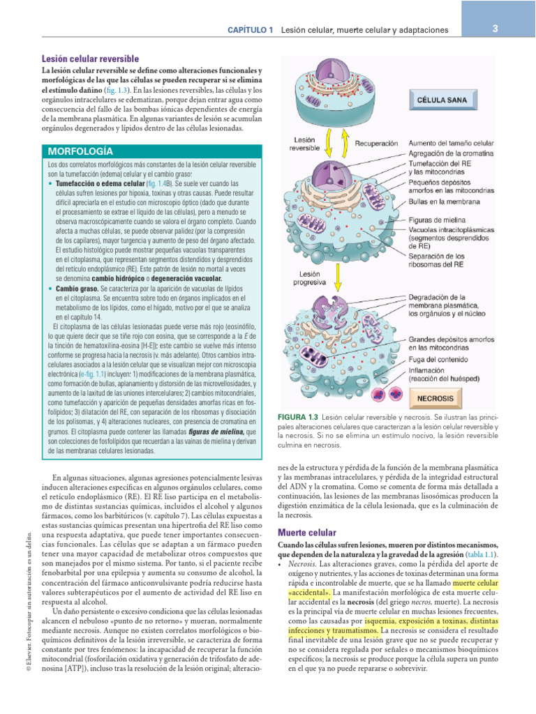 Apoptosis y necrosis | PDF | Apoptosis | Bcl 2
