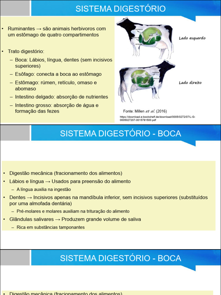 Aula 2. Sistema Digestivo Dos Ruminantes | PDF | Sistema digestivo ...