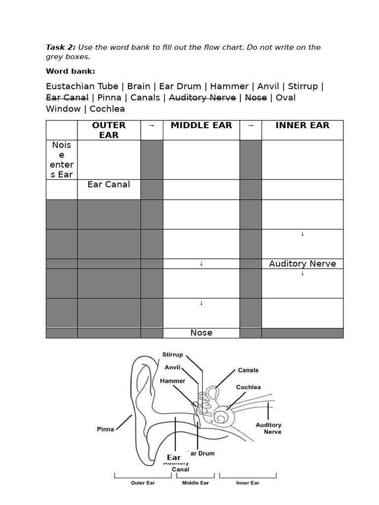Year 9 Ear Flow Chart | PDF