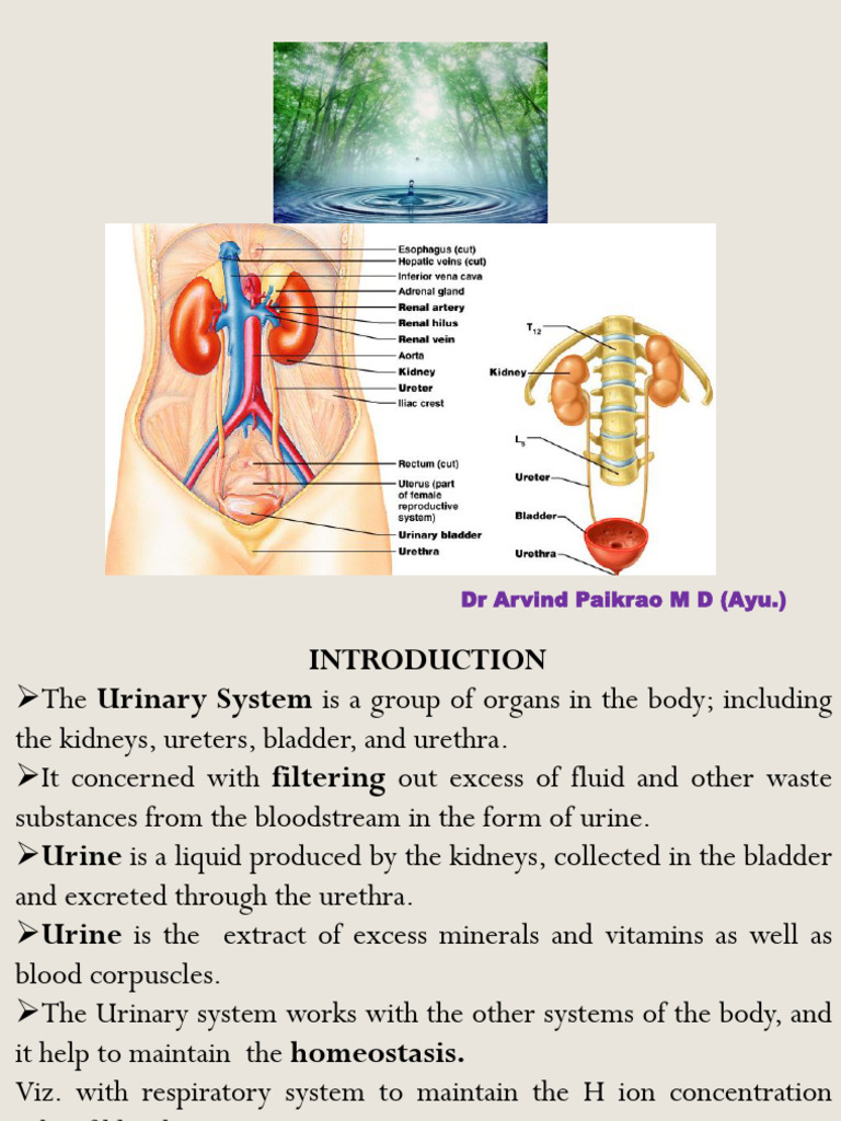 Urinary System Physiology | PDF | Kidney