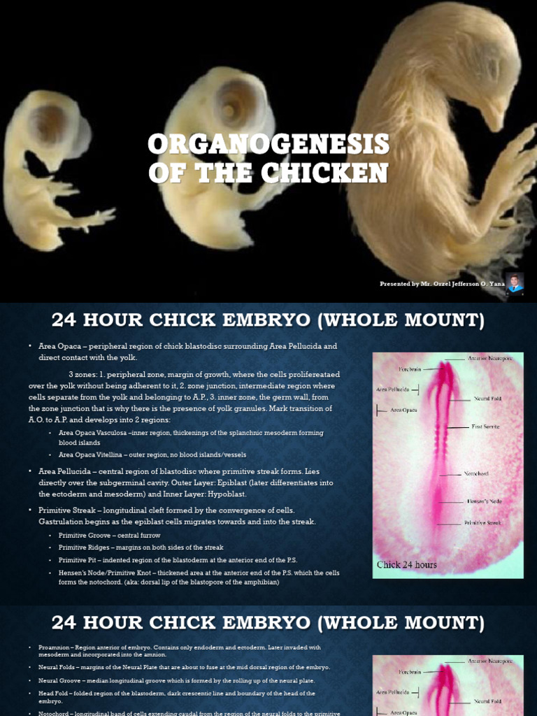 5. Organogenesis of the Chick | PDF | Anatomy