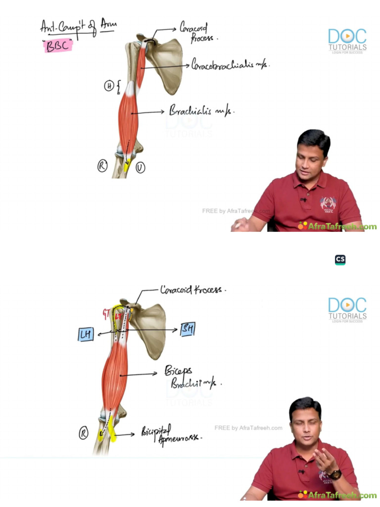 2. Anter and Post Compartment of Arm and Forearm (1) | PDF
