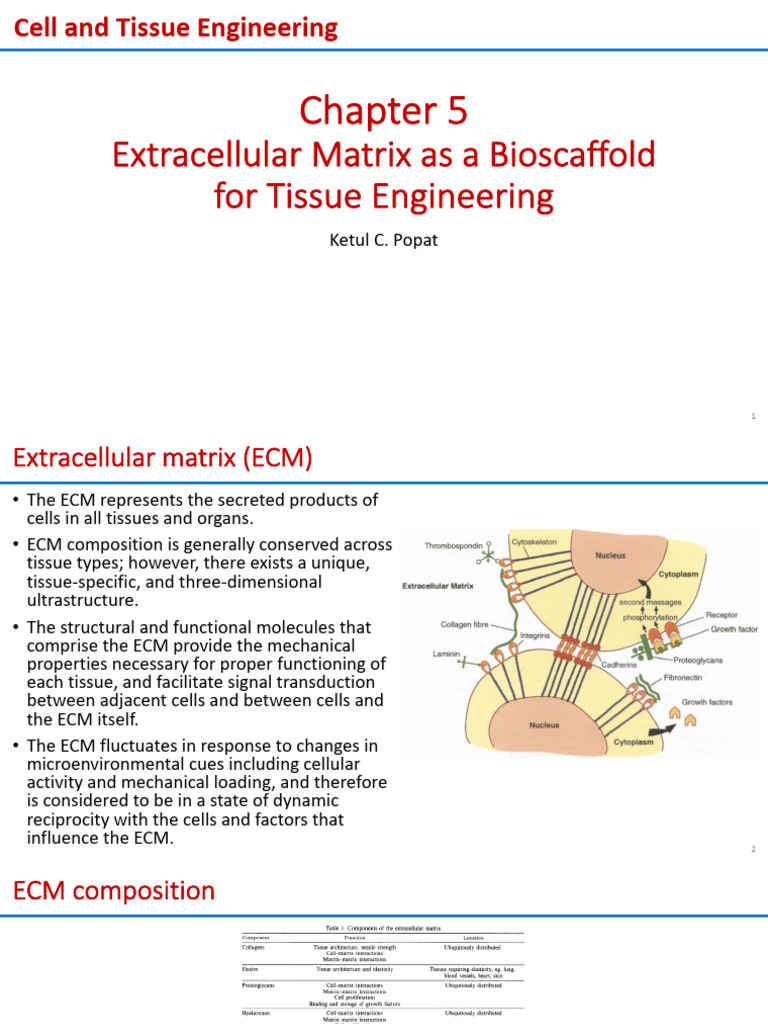 8. Lecture 8 | PDF | Extracellular Matrix | Collagen