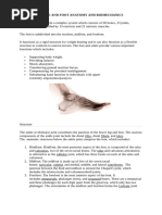 MTP and IP Joint Overview in Foot | PDF | Foot | Toe