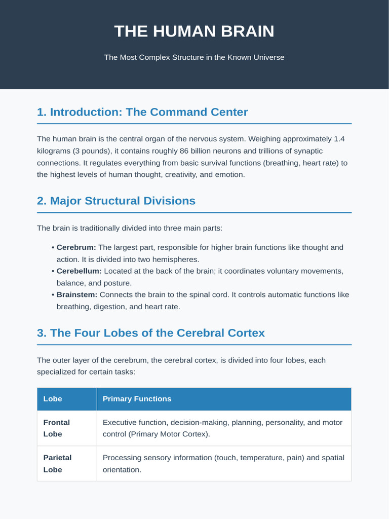 Human Brain Function and Structure | PDF | Brain | Human Brain