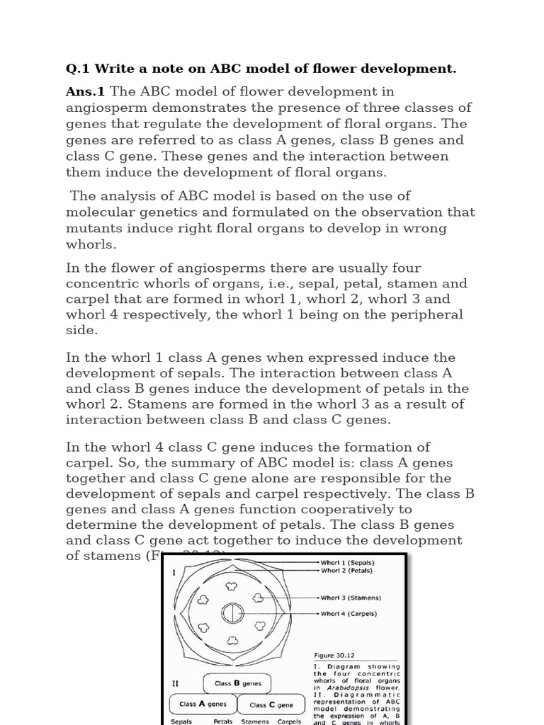 ABC Model of Flower Development | PDF | Flowers | Biology