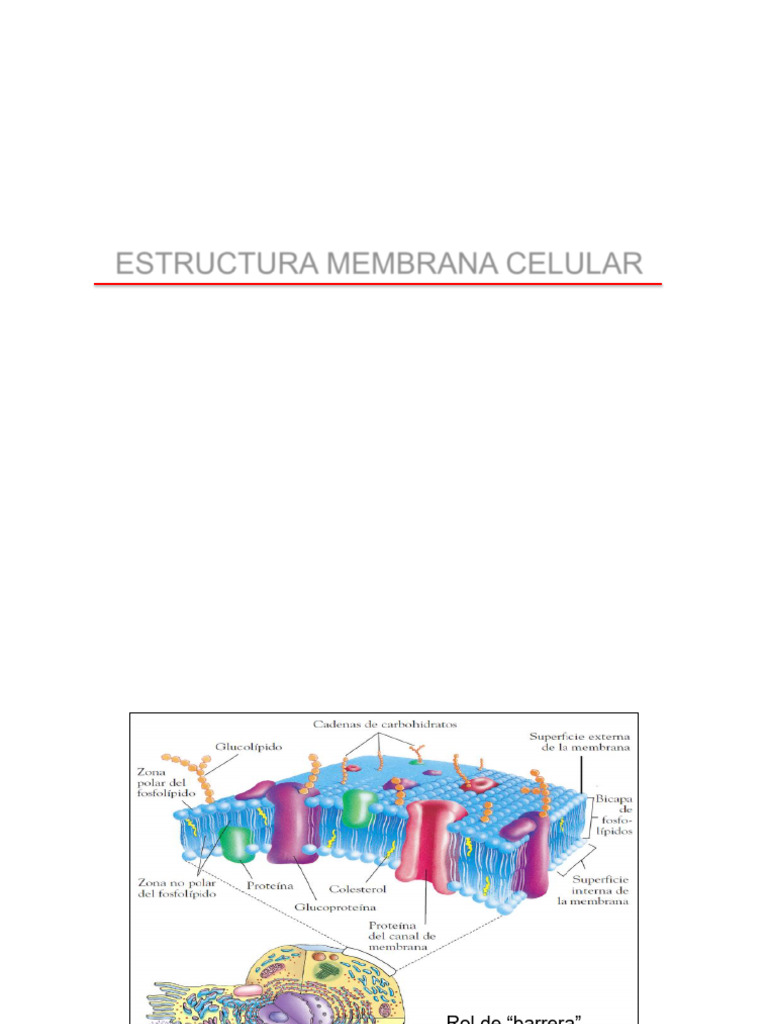 1. Estructura de Membrana | PDF | Membrana celular | Proteínas