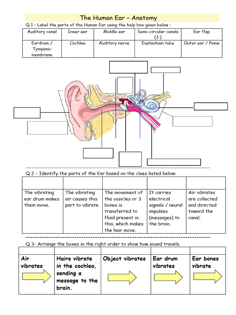 Worksheet 3 - The Ear Labelling | PDF