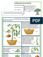 Tema 2 Caracteristicas de Las Plantas