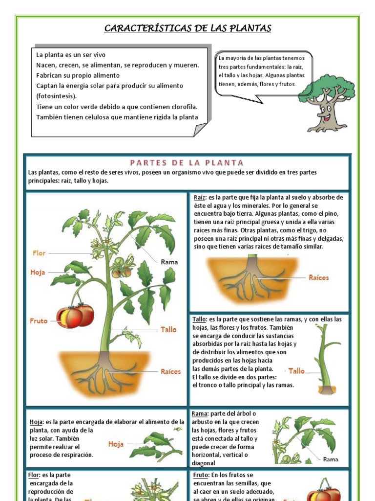 Tema de Las Plantas | PDF