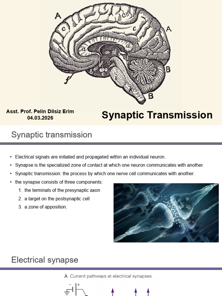 Synaptic Transmission and Neurotransmitters | PDF | Chemical Synapse ...