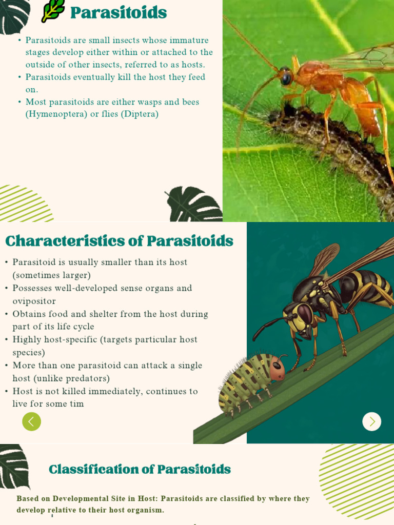 DOC-20260420-WA0079. | PDF | Pupa | Insects