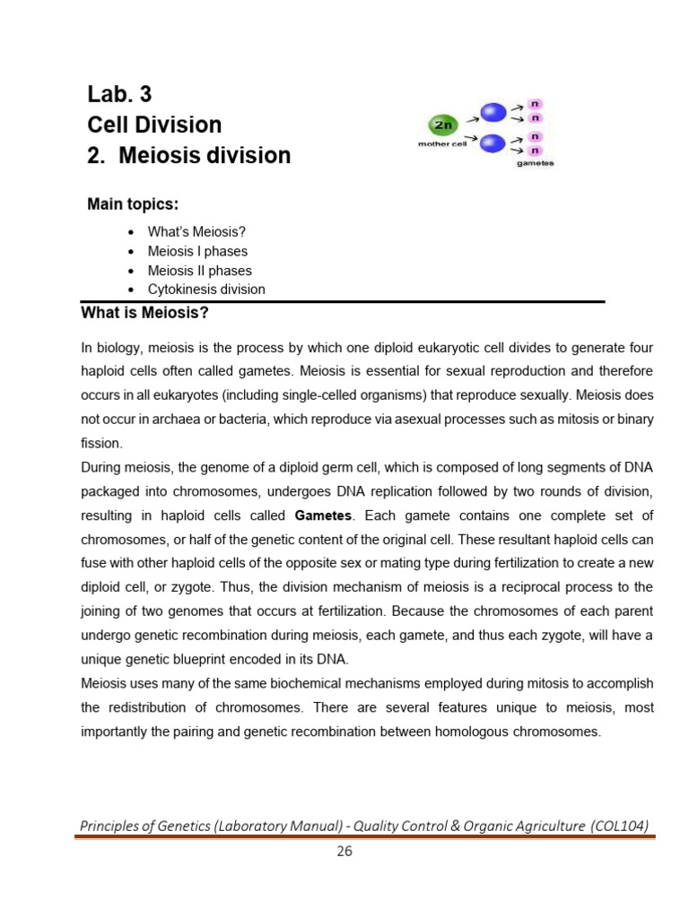 practical Meiosis division | PDF | Meiosis | Mitosis