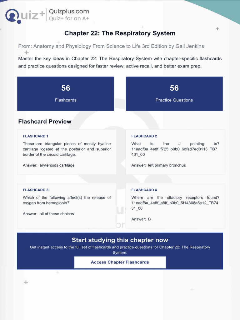 Flashcards For Chapter 22 The Respiratory System | PDF
