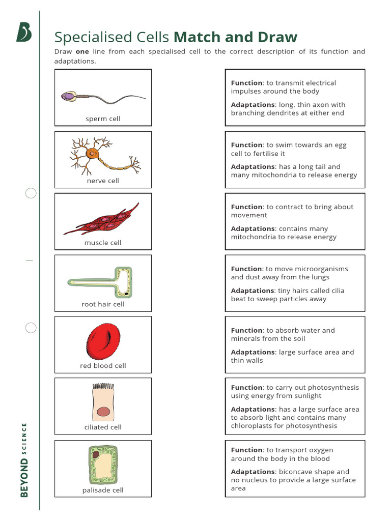 KS3 Specialised Cells Match and Draw With Descriptions | PDF | Cell ...