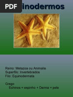 Equinodermos Caracteristicas