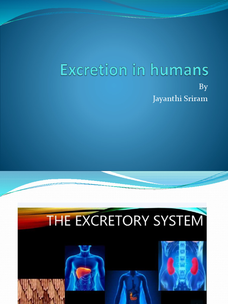Excretion in Humans | PDF