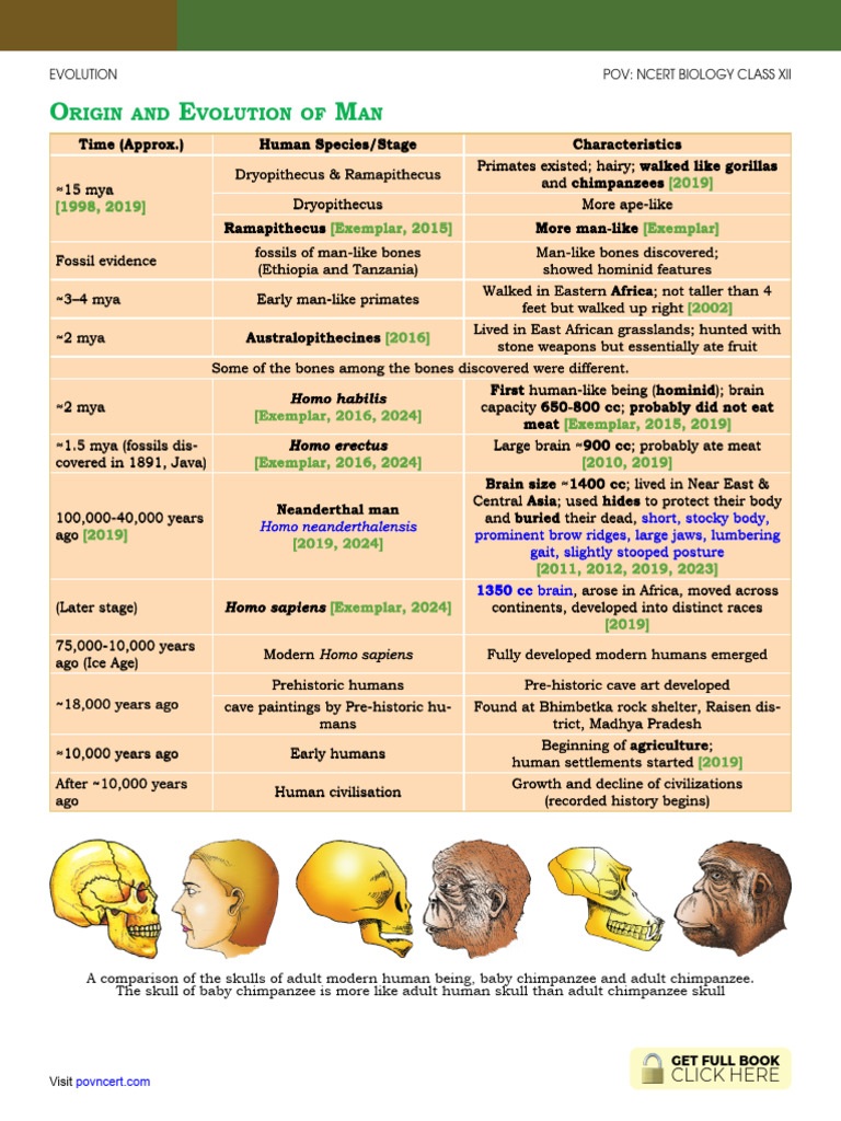 Origin and Evolution of Man POV NCERT Biology | PDF | Homo | Human ...