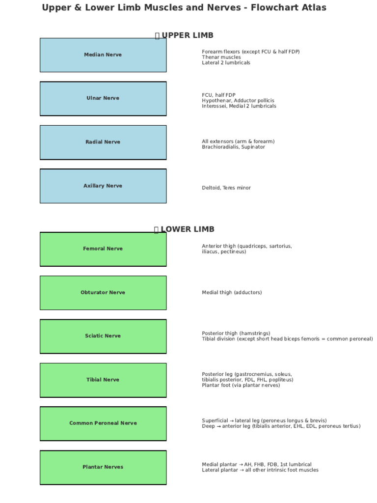 Upper Lower Limb Flowchart | PDF