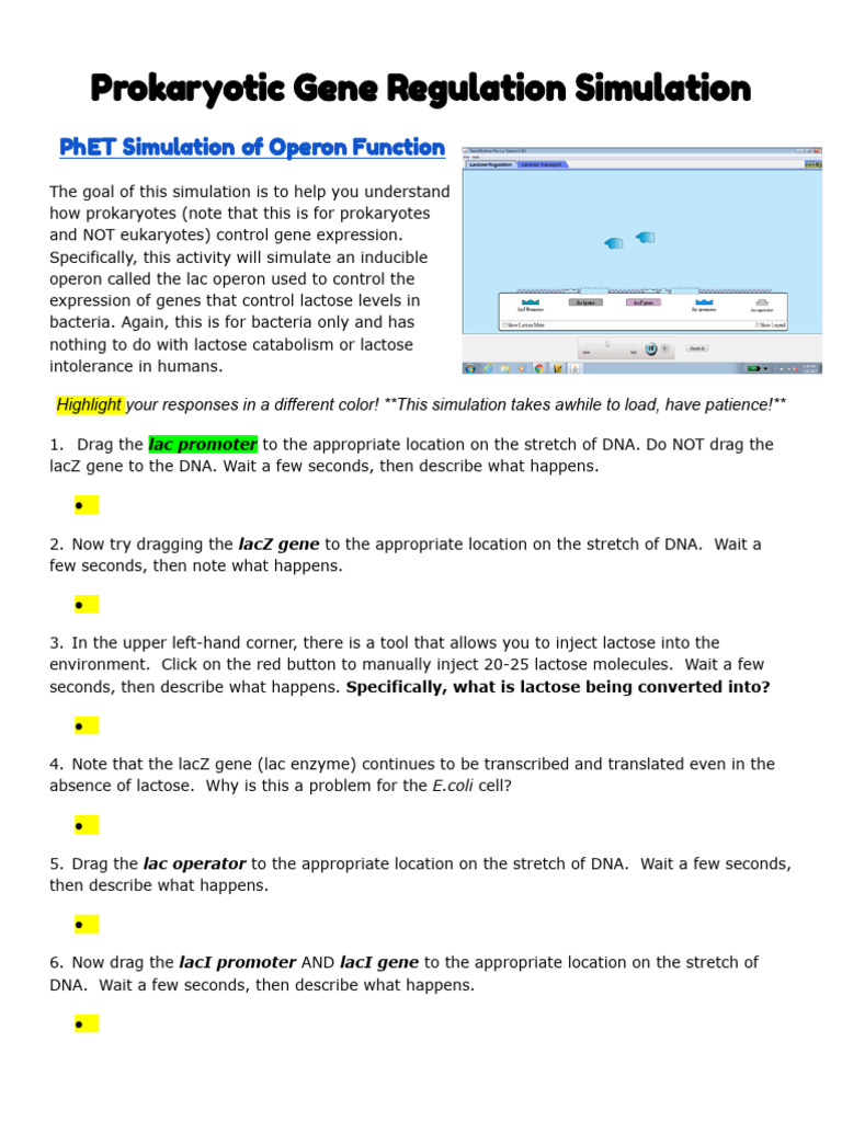Prokaryotic Operon Simulation (PhET) | PDF