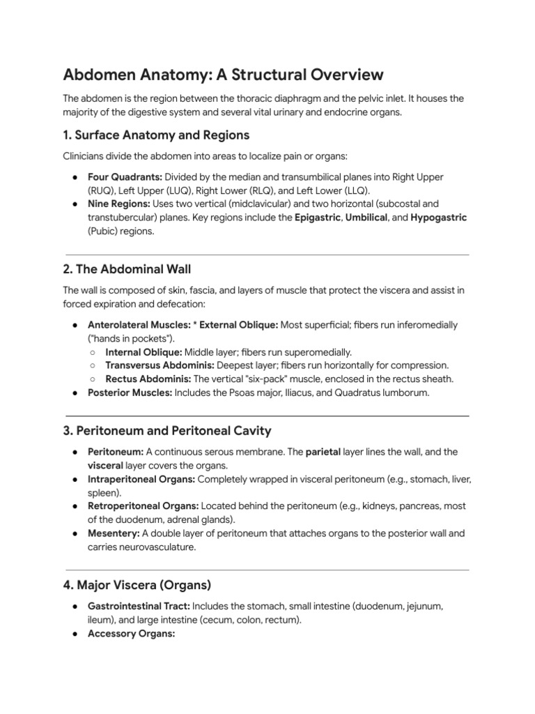 Abdomen Anatomy - A Structural Overview | PDF