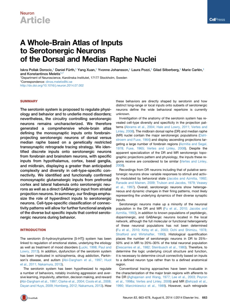 Serotonin Neuron Projections in Brain | PDF | Striatum | Serotonin