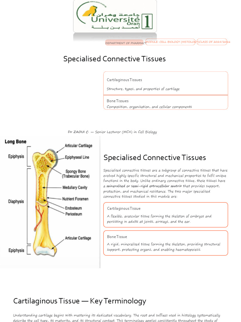 cours 5 Specialised-Connective-Tissues (1) | PDF | Bone | Osteoblast