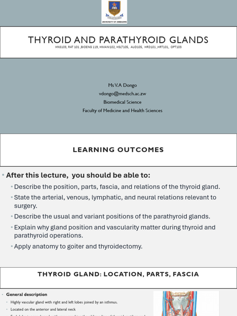 Thyroid and Parathyroid Glands | PDF | Thyroid | Neck