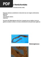 Hemicordados, Protocordados e Cordados[2]