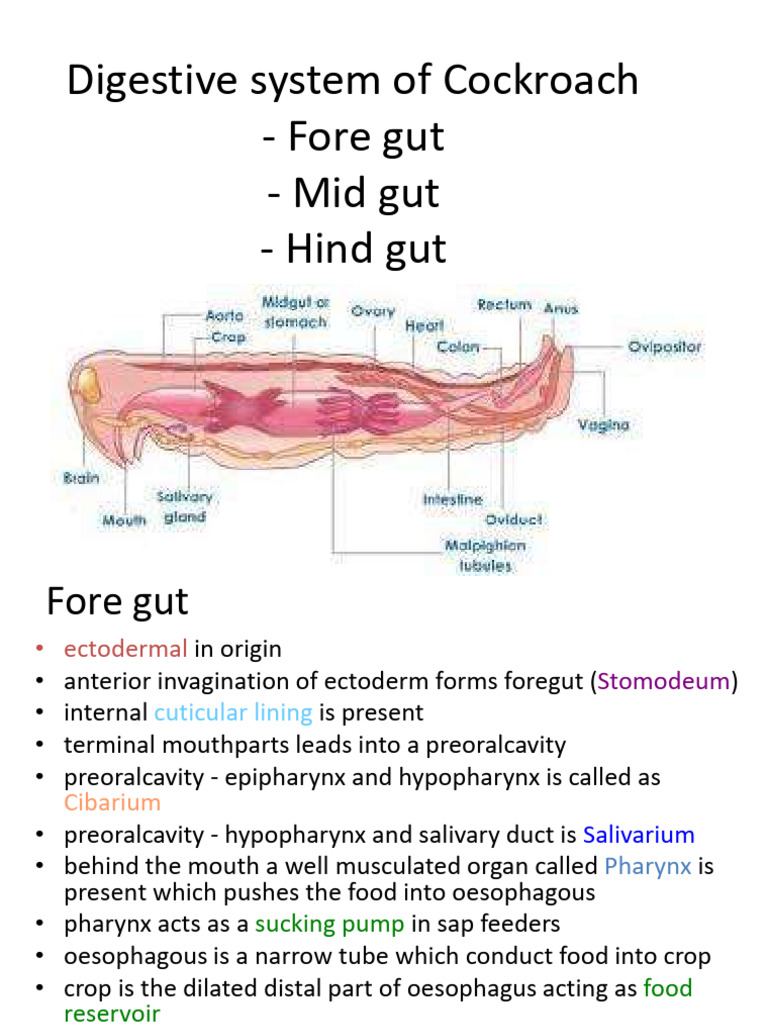 1 Digestive system of Cockroach | PDF | Digestion | Saliva