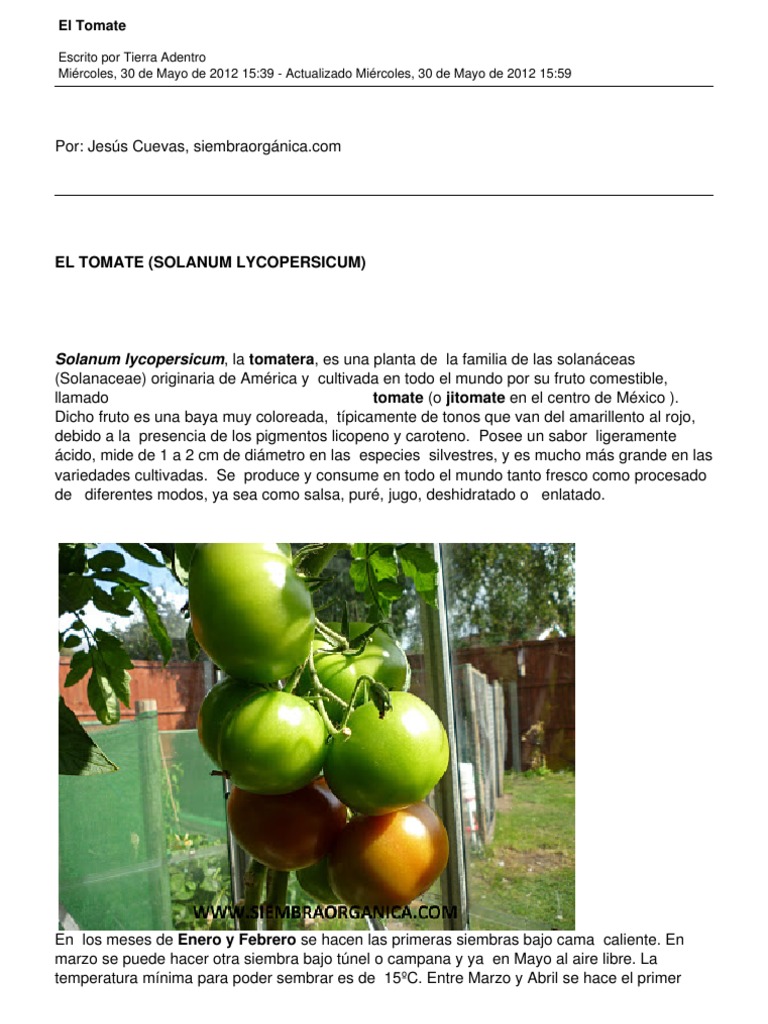 Tomate Riñón | PDF | Tomate | Plantas