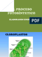 Fotosíntesis 2