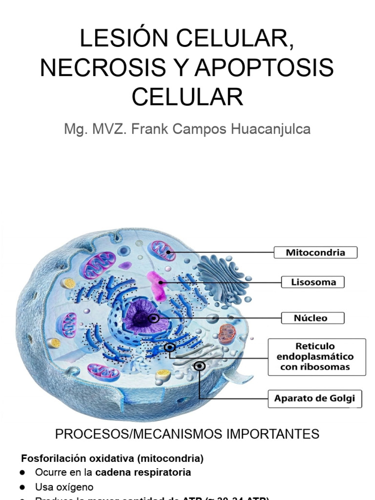 Clase 2 Lunes Necrosis Apoptosis 2026 | PDF | Apoptosis | Mitocondria