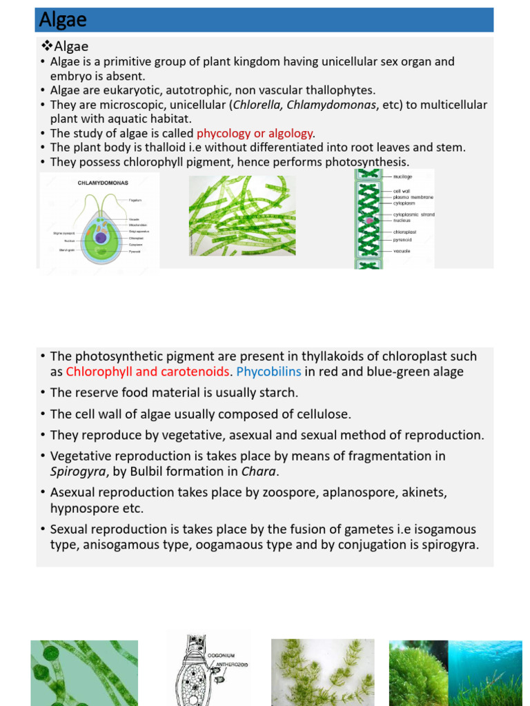 Algae Spirogyra Final | PDF | Algae | Sexual Reproduction
