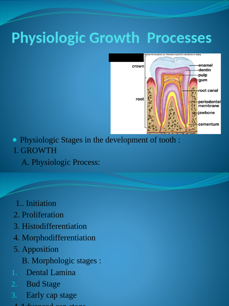Stages in The Life Cycle of Tooth (Autosaved) | PDF | Human Tooth ...