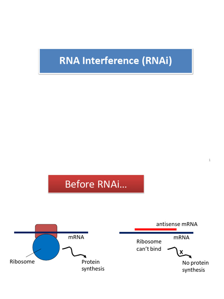 RNA Interference | PDF | Rna Interference | Small Interfering Rna
